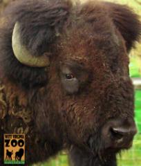 hovatters-wildlife-zoo-wv-buffalo